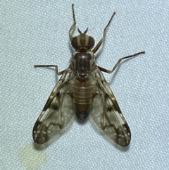 Cardiacera sp. (genus) (Scarab Fly) at Jerrabomberra, NSW - 8 Nov 2023 by SteveBorkowskis