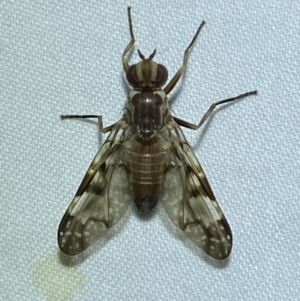 Cardiacera sp. (genus) at QPRC LGA - suppressed