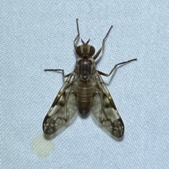 Cardiacera sp. (genus) at QPRC LGA - suppressed