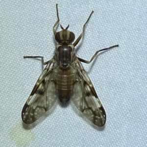 Cardiacera sp. (genus) at QPRC LGA - suppressed