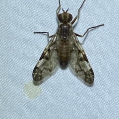 Cardiacera sp. (genus) at QPRC LGA - suppressed