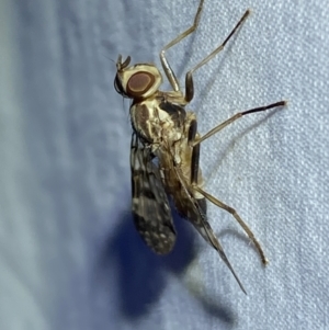 Cardiacera sp. (genus) at QPRC LGA - suppressed