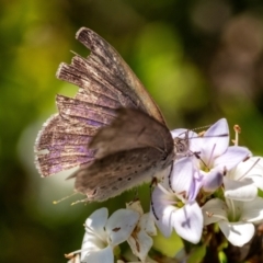 Erina hyacinthina (Varied Dusky-blue) at Penrose, NSW - 7 Nov 2023 by Aussiegall