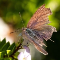 Erina hyacinthina at Penrose - suppressed