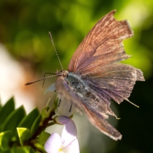 Erina hyacinthina at Penrose - suppressed