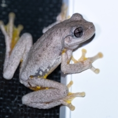 Litoria peronii (Peron's Tree Frog, Emerald Spotted Tree Frog) at Penrose - 7 Nov 2023 by Aussiegall