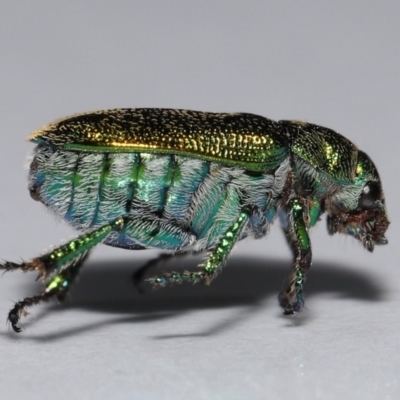 Diphucephala elegans (Green scarab beetle) at Wellington Point, QLD - 7 Nov 2023 by TimL