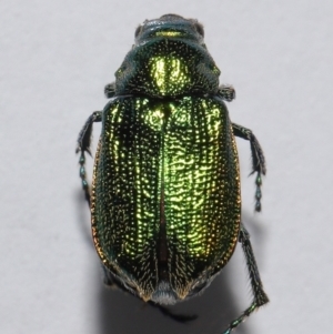 Diphucephala elegans at Wellington Point, QLD - suppressed