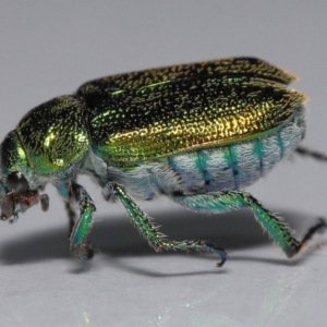 Diphucephala elegans at Wellington Point, QLD - suppressed