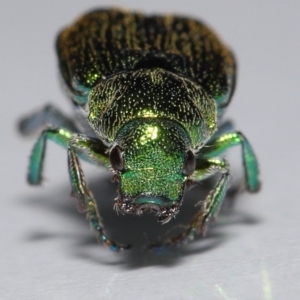 Diphucephala elegans at Wellington Point, QLD - suppressed