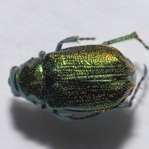 Diphucephala elegans at Wellington Point, QLD - suppressed