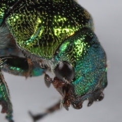 Diphucephala elegans (Green scarab beetle) at Wellington Point, QLD - 7 Nov 2023 by TimL
