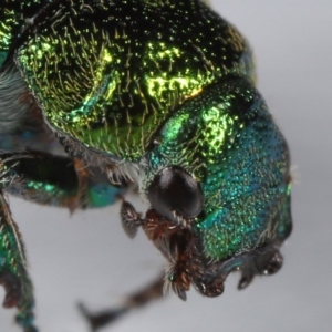 Diphucephala elegans at Wellington Point, QLD - 7 Nov 2023