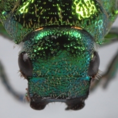 Diphucephala elegans at Wellington Point, QLD - 7 Nov 2023