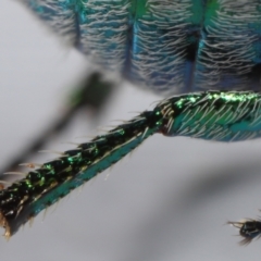 Diphucephala elegans at Wellington Point, QLD - suppressed
