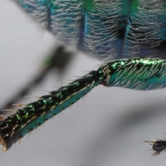 Diphucephala elegans at Wellington Point, QLD - 7 Nov 2023