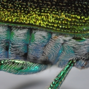 Diphucephala elegans at Wellington Point, QLD - 7 Nov 2023