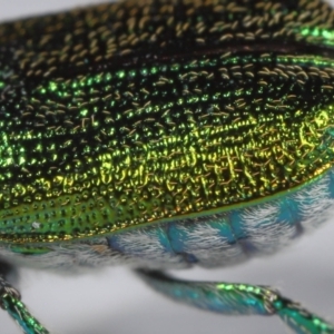 Diphucephala elegans at Wellington Point, QLD - 7 Nov 2023