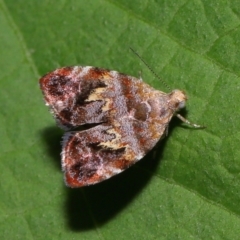 Choreutis emplecta at Brisbane City Botanic Gardens - 8 Nov 2023 by TimL