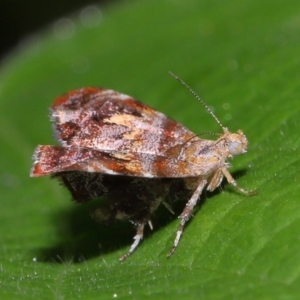 Choreutis emplecta at Brisbane City Botanic Gardens - 8 Nov 2023