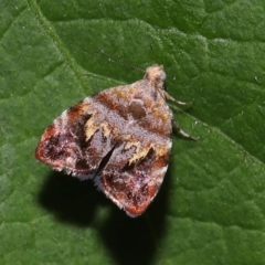 Choreutis emplecta at Brisbane City Botanic Gardens - 8 Nov 2023