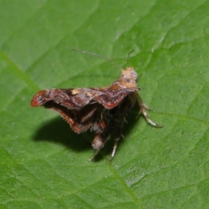 Choreutis emplecta at Brisbane City Botanic Gardens - 8 Nov 2023