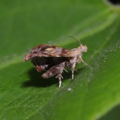 Choreutis emplecta at Brisbane City Botanic Gardens - 8 Nov 2023