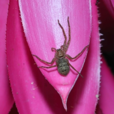 Lycosidae (family) at Brisbane City Botanic Gardens - 8 Nov 2023 by TimL