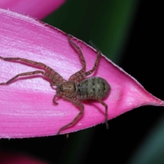 Heteropoda jugulans at Brisbane City, QLD - 8 Nov 2023 01:16 PM