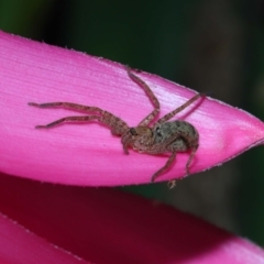 Heteropoda jugulans at Brisbane City, QLD - 8 Nov 2023 01:16 PM