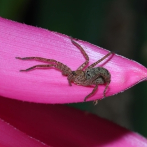 Heteropoda jugulans at Brisbane City, QLD - 8 Nov 2023 01:16 PM