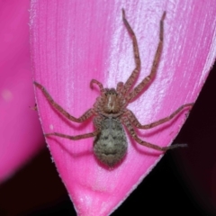 Heteropoda jugulans at Brisbane City, QLD - 8 Nov 2023 01:16 PM