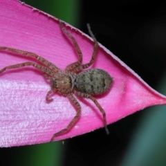 Heteropoda jugulans at Brisbane City, QLD - 8 Nov 2023 01:16 PM