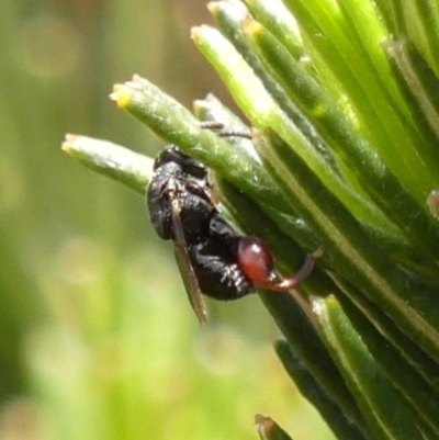 Unidentified Parasitic wasp (numerous families) at Braemar, NSW - 3 Nov 2023 by Curiosity