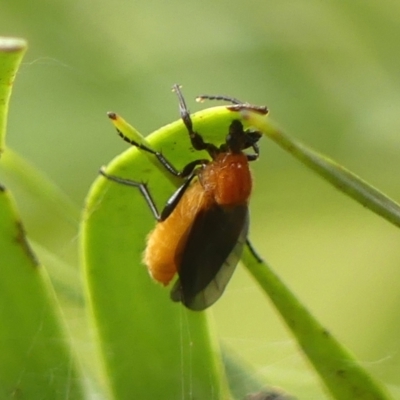 Bibio imitator (Garden maggot) at Wingecarribee Local Government Area - 6 Nov 2023 by Curiosity