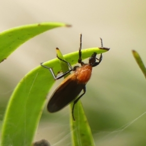 Bibio imitator at Wingecarribee Local Government Area - 6 Nov 2023 10:38 AM