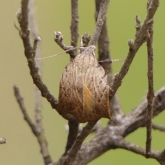 Tortricopsis pyroptis at Wingecarribee Local Government Area - 6 Nov 2023 10:49 AM