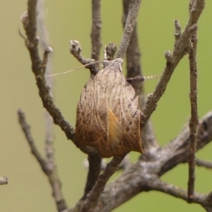 Tortricopsis pyroptis at Wingecarribee Local Government Area - 6 Nov 2023