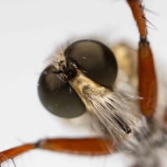 Asilidae (family) at Jerrabomberra, NSW - 8 Nov 2023 by MarkT