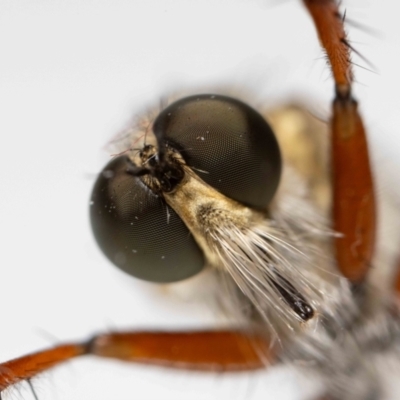 Unidentified Robber fly (Asilidae) at QPRC LGA - 8 Nov 2023 by MarkT
