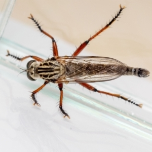 Zosteria sp. (genus) at QPRC LGA - suppressed