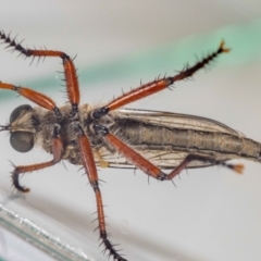 Zosteria sp. (genus) at QPRC LGA - suppressed