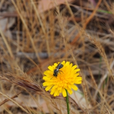Lasioglossum (Chilalictus) sp. (genus & subgenus) (Halictid bee) at Griffith Woodland - 5 Nov 2023 by JodieR