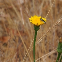 Melangyna viridiceps (Hover fly) at Griffith Woodland - 5 Nov 2023 by JodieR