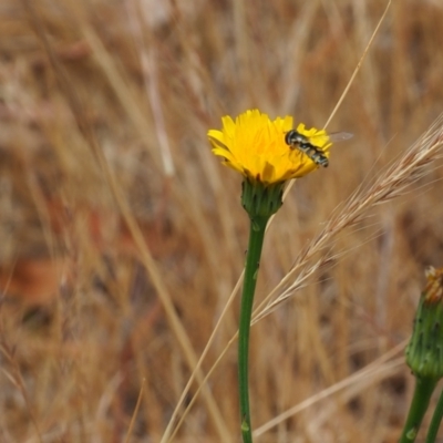 Melangyna viridiceps (Hover fly) at Griffith, ACT - 5 Nov 2023 by JodieR