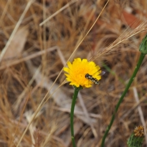 Melangyna viridiceps at Griffith Woodland (GRW) - 5 Nov 2023