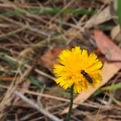 Melangyna viridiceps (Hover fly) at Griffith, ACT - 5 Nov 2023 by JodieR
