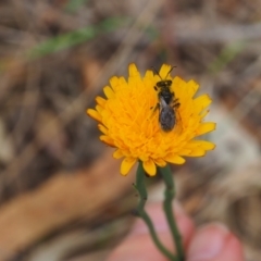 Lasioglossum (Chilalictus) lanarium (Halictid bee) at Griffith Woodland - 5 Nov 2023 by JodieR