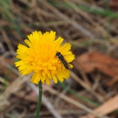 Melangyna viridiceps (Hover fly) at Griffith Woodland - 5 Nov 2023 by JodieR