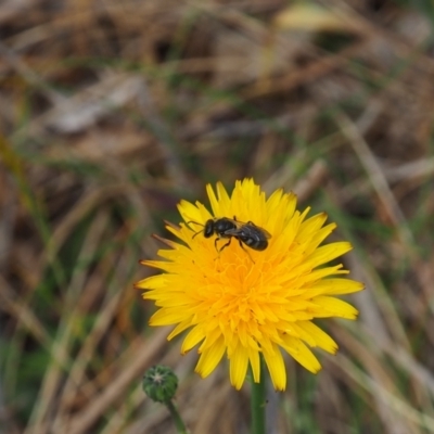 Lasioglossum (Chilalictus) sp. (genus & subgenus) (Halictid bee) at Griffith Woodland (GRW) - 5 Nov 2023 by JodieR